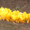 Fan-shaped Jelly Fungi