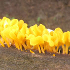 Fan-shaped Jelly Fungi