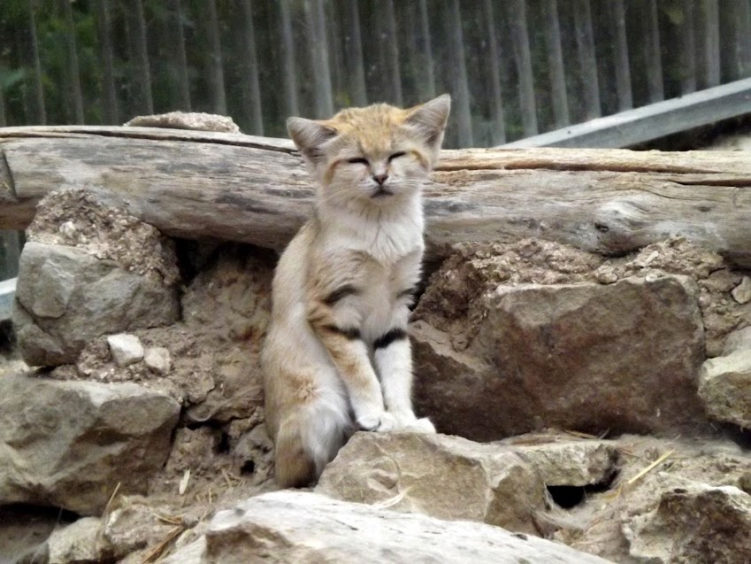 Chat des sables, Parc des Félins - Tous droits réservés