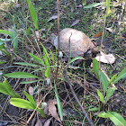 Eastern Box Turtle