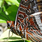 Two-tailed Pasha