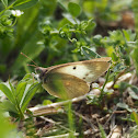 Pale clouded yellow