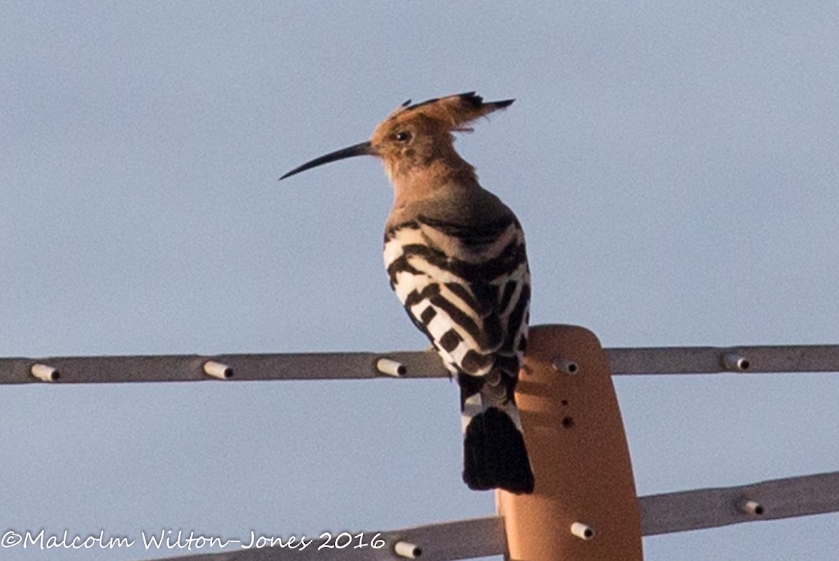 Hoopoe; Abubilla