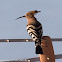 Hoopoe; Abubilla