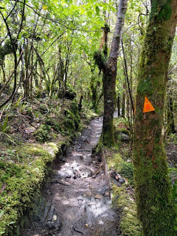 green forest track