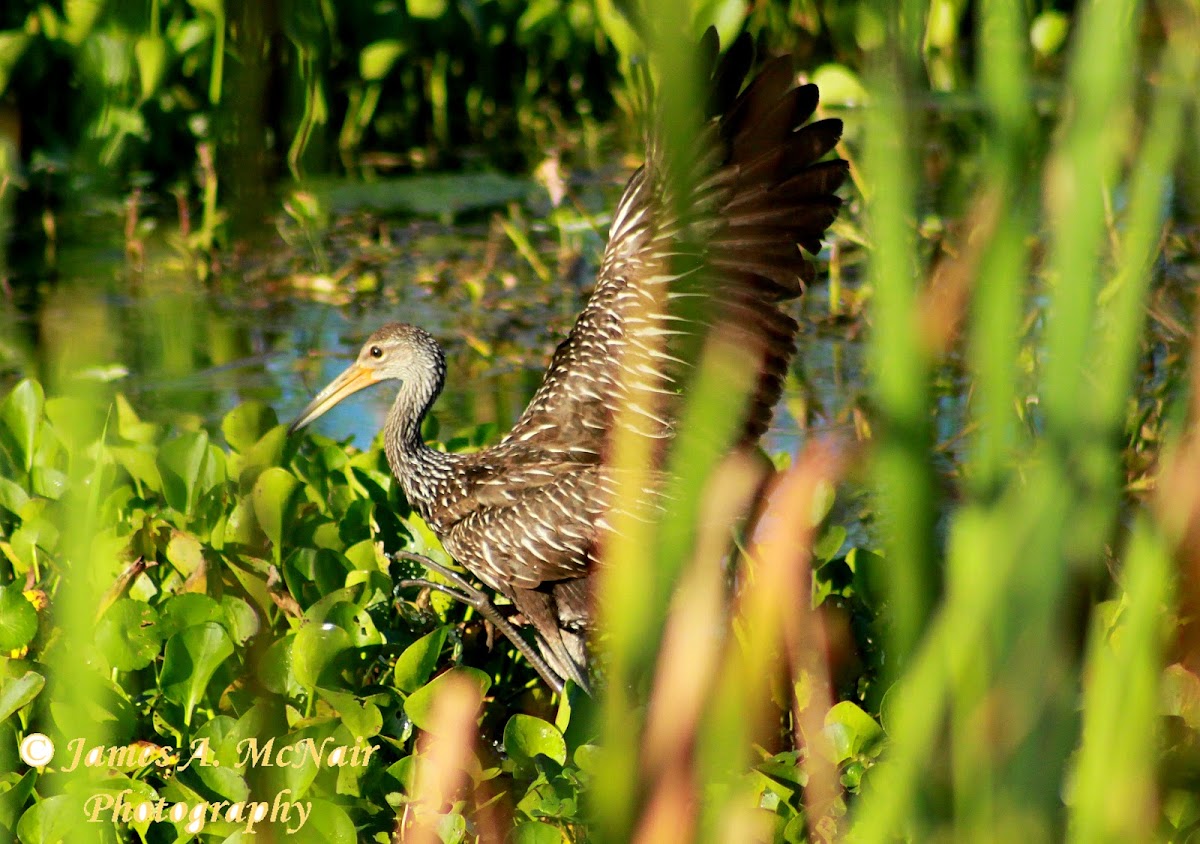 Limpkin