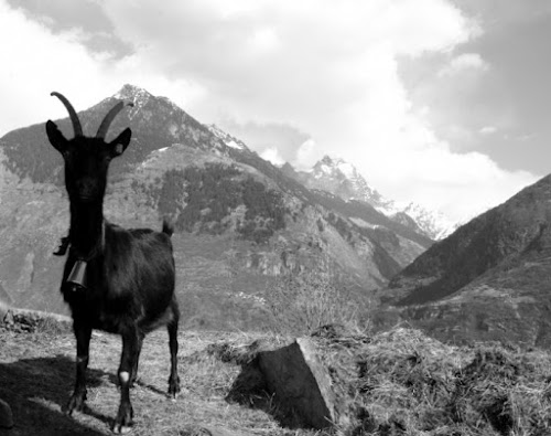 Capra alpina di alexio