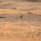 Yellow-wattled Lapwing