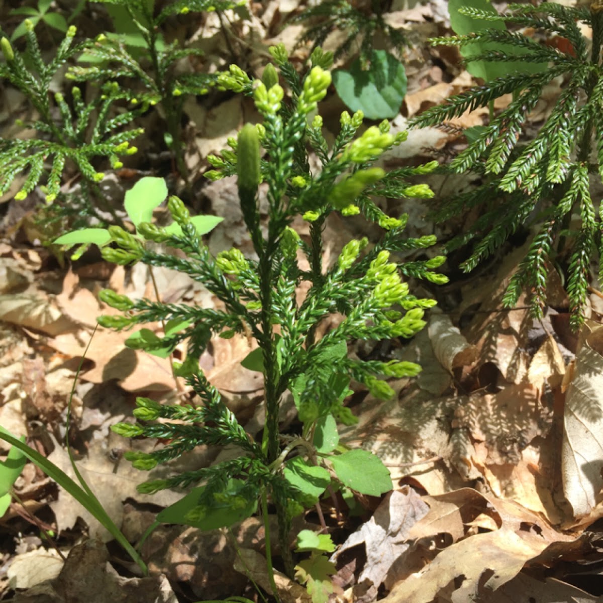 Groundcedar