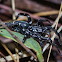 White-spotted Swift Spider