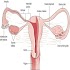 A-Z Gynecology Ultrasound2.0