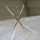 Signature Spider