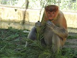 Lok Kawi Wildlife Park