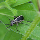 Margined Blister Beetle