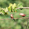 Common Waxbill