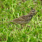 Crested lark