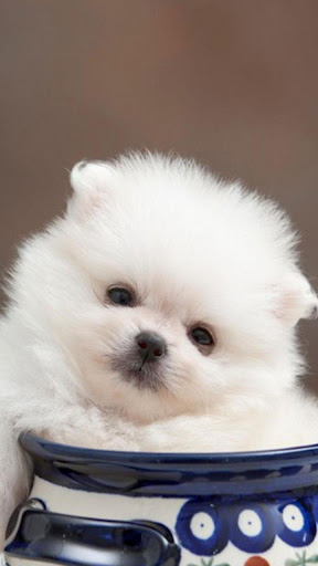 Pomeranian Wallpapers