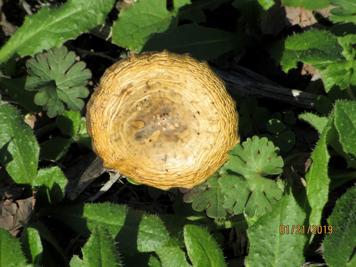 Milkcap