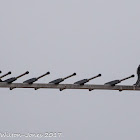 Spotless Starling; Estornino Negro