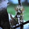 Saddleback caterpillar