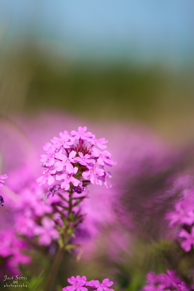 Rose vervain / Sand verbena