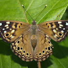 Hackberry Emperor