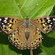 Hackberry Emperor