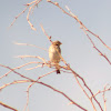 Vesper Sparrow