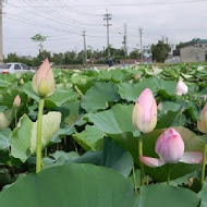 蓮荷園休閒農場 蓮子冰.蓮子餐