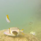 Blackbelly Triggerfish