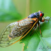 Cicada (Periodical - Brood V)