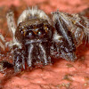 Jumping Spider