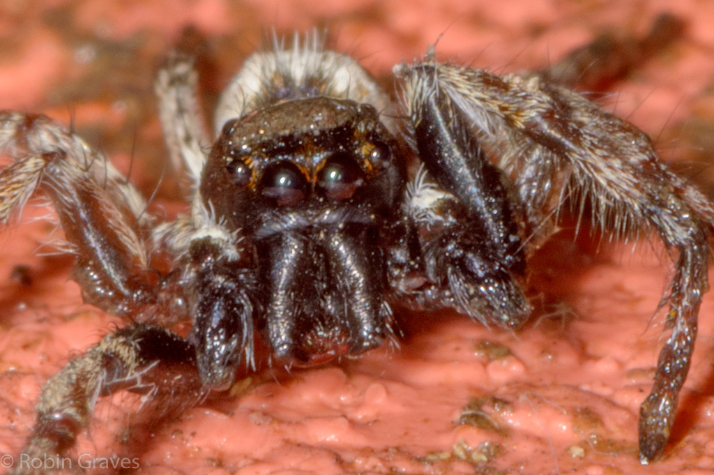 Jumping Spider