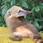 Ring-tailed coati