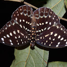 Archduke Butterfly