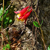 Wild Columbine