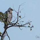 Martial Eagle