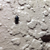 Black June Beetle