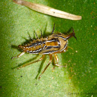 Treehopper Nymph