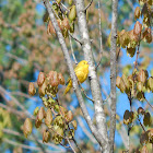 Yellow Warbler