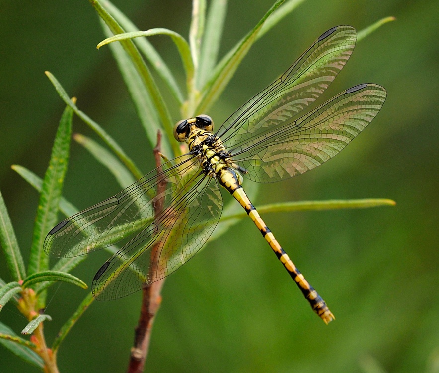 Libélula (Small pincertail)