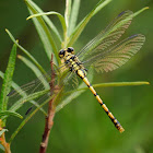 Libélula (Small pincertail)