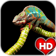 Chameleon Wallpaper HD  Icon
