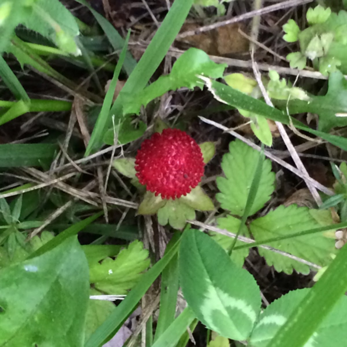 Wild strawberry