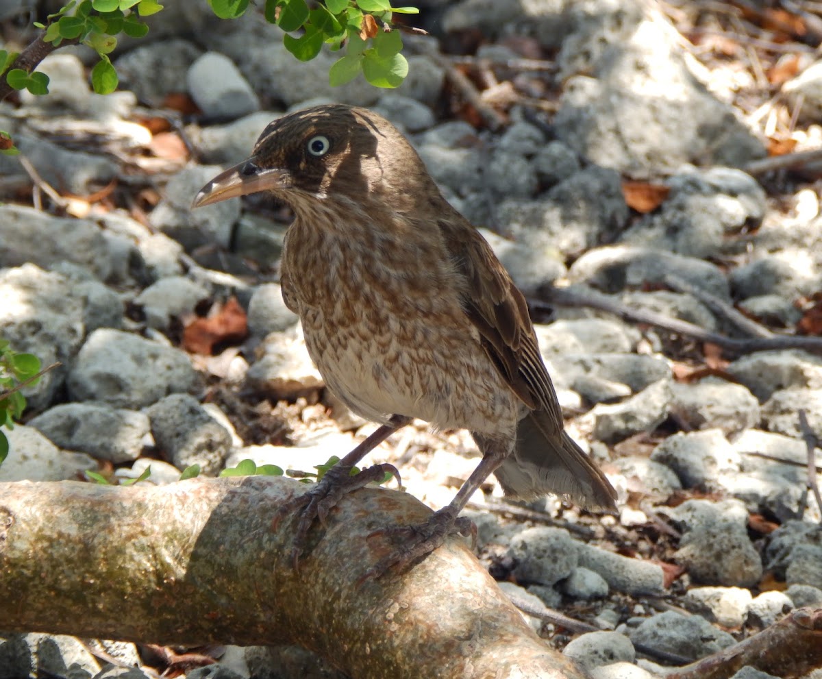 Pearly-eyed thrasher