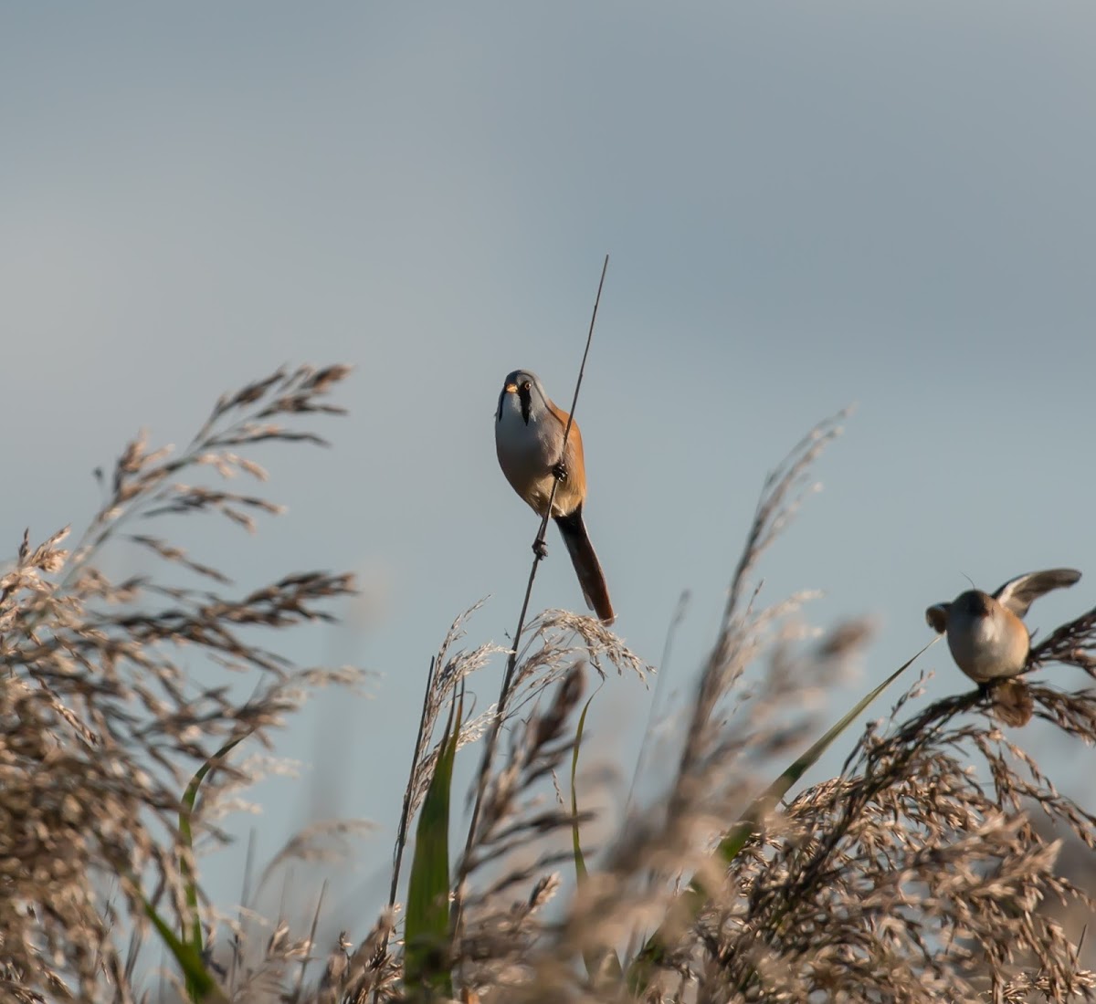 Bearded Tit