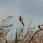 Bearded Tit