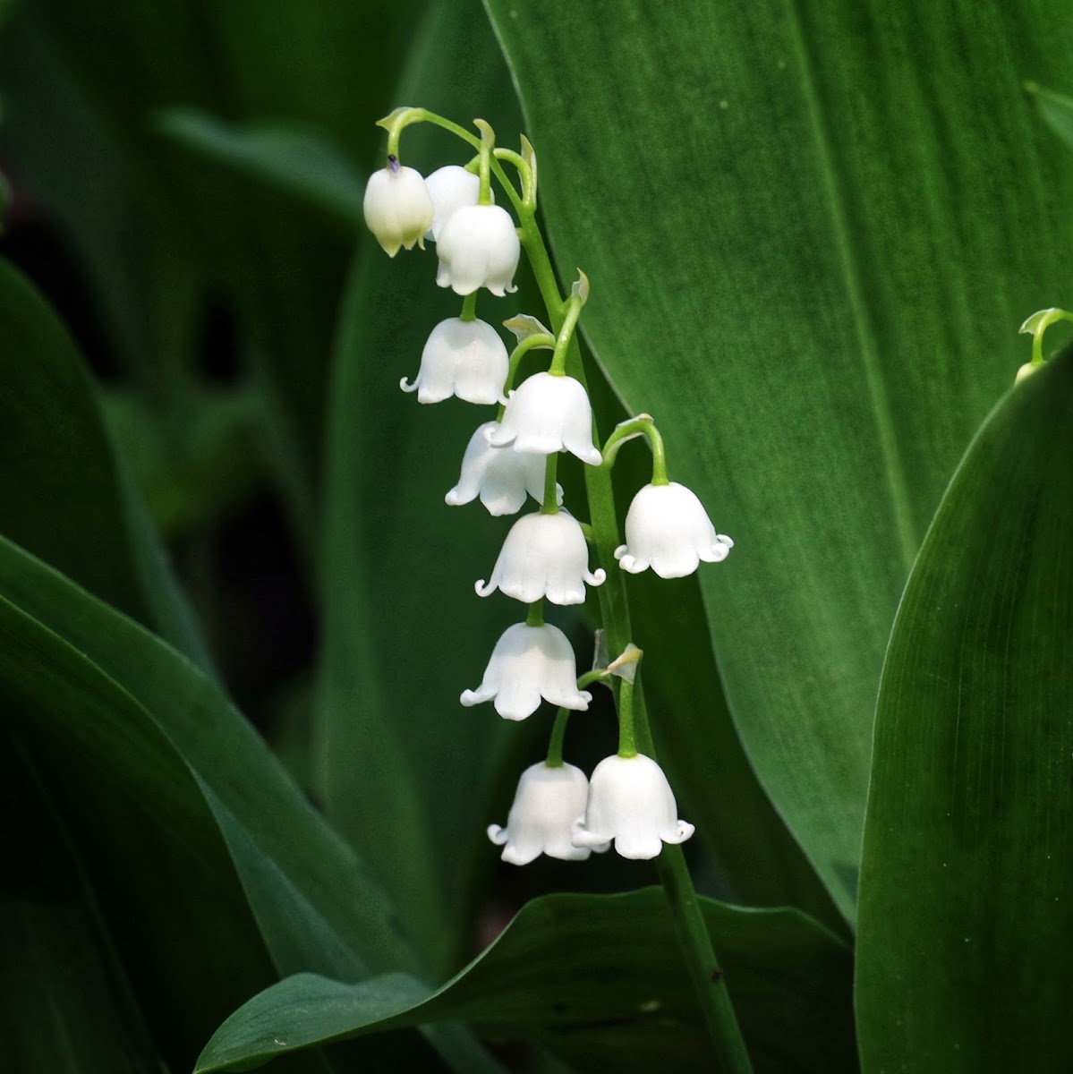 Lily of the Valley