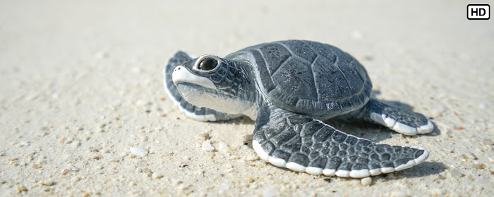 My Baby Turtle HD Wallpapers New Tab Theme marquee promo image