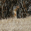 Columbian Ground Squirrel